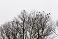 Flock of ravens sitting high at their roosting site. Royalty Free Stock Photo