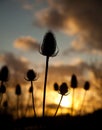 Twezel seed head in the sunset Royalty Free Stock Photo