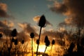 Twezel seed head in the sunset Royalty Free Stock Photo