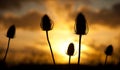Twezel seed head in the sunset Royalty Free Stock Photo