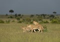 Twi Lioness and young cub on a Termite mount at Masai Mara Game Reserve,Kenya Royalty Free Stock Photo