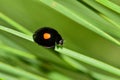 Twice-Stabbed Lady Beetle on a pine needle.