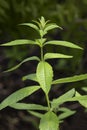 Twig of Aloysia citrodora, lemon verbena in the garden Royalty Free Stock Photo