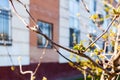 twig of apple tree with buds and house in spring