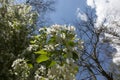 Twig of an apple tree with a white flower Royalty Free Stock Photo