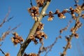 Twig of apricot flowers burned damaged by frost to brown color cool spring no harvest fruit blue sky tree branch