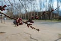 Twig of apricot tree with closed flower buds in April Royalty Free Stock Photo