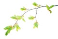 Twig-of-beech-tree-with-translucent-young-leaves-isolated-on-white-background