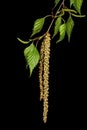 Twig of birch tree with buds on black background Royalty Free Stock Photo