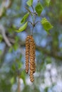 Twig of birch tree with buds Royalty Free Stock Photo