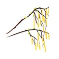 A twig from a birch tree with leaves and yellow earrings. Royalty Free Stock Photo