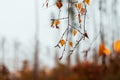 A twig of a birch tree on which there are nests. The branch is photographed from below against the blue sky Royalty Free Stock Photo