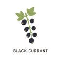 Twig of black currant with green leaves vector flat illustration. Hand drawn doodle of natural seasonal edible cassis Royalty Free Stock Photo