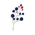 Twig blackberry and raspberry isolated on white background. Beautiful hand drawn icon with berry on sprig Royalty Free Stock Photo