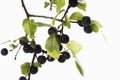 Twig with Blackthorn fruits (Prunus spinosa)
