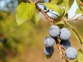 Twig of Blackthorn. Prunus spinosa