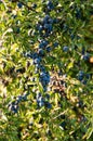 A twig of a blackthorn shrub with sloes