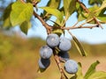 Twig of Blackthorn or Sloe berries