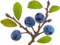 Twig of Blackthorn or sloe berries. Prunus spinosa Royalty Free Stock Photo