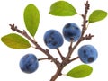 Twig of Blackthorn or sloe berries. Prunus spinosa