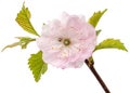 Twig of blooming almond, pink flower of almond, isolated on white background Royalty Free Stock Photo