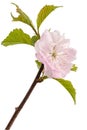 Twig of blooming almond, pink flower of almond, isolated on white background Royalty Free Stock Photo