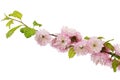 Twig of blooming almond, pink flower of almond, isolated on white background Royalty Free Stock Photo