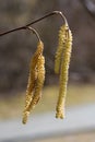 Twig with blooming hazel catkins, allergenic plant