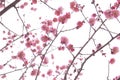 Twig of blooming plum tree with pink flowers Royalty Free Stock Photo
