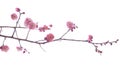 Twig of blooming plum tree with pink flowers Royalty Free Stock Photo