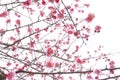 Twig of blooming plum tree with pink flowers Royalty Free Stock Photo