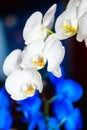 A twig of a blooming white and blue orchid on a black background. Royalty Free Stock Photo