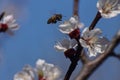 Twig blossoming apricot and bee Royalty Free Stock Photo