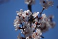 Twig blossoming apricot and bumble bees Royalty Free Stock Photo