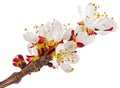 Twig blossoming apricot Royalty Free Stock Photo