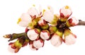 Twig blossoming apricot Royalty Free Stock Photo