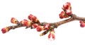 Twig blossoming apricot Royalty Free Stock Photo