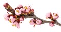 Twig blossoming apricot Royalty Free Stock Photo