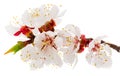 Twig blossoming apricot Royalty Free Stock Photo