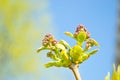 Twig blossoming lilac Royalty Free Stock Photo