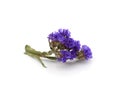 Twig of blue dried flower Royalty Free Stock Photo