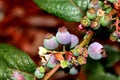 Twig of Blueberry Vaccinium corymbosum, highbush blueberry