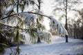 A twig or branch of a conifer covered with hoarfrost or snow