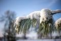 A twig or branch of a conifer covered with hoarfrost or snow