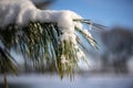 A twig or branch of a conifer covered with hoarfrost or snow