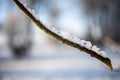 A twig or branch covered with hoarfrost or snow