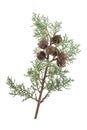 Twig branch of cypress with cones isolated on white Royalty Free Stock Photo