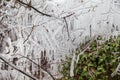 Twig or Branch of a Tree deep frozen under a glassy clear tranparent ice shield or coat with icicles in cold winter Royalty Free Stock Photo