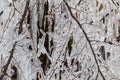 Twig or Branch of a Tree deep frozen under a glassy clear tranparent ice shield or coat with icicles in cold winter Royalty Free Stock Photo