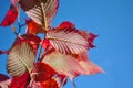 Twig with bright red beech leaves and blue sky background Royalty Free Stock Photo
